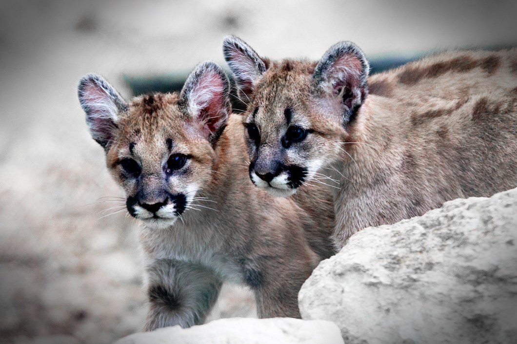 cougarcubs